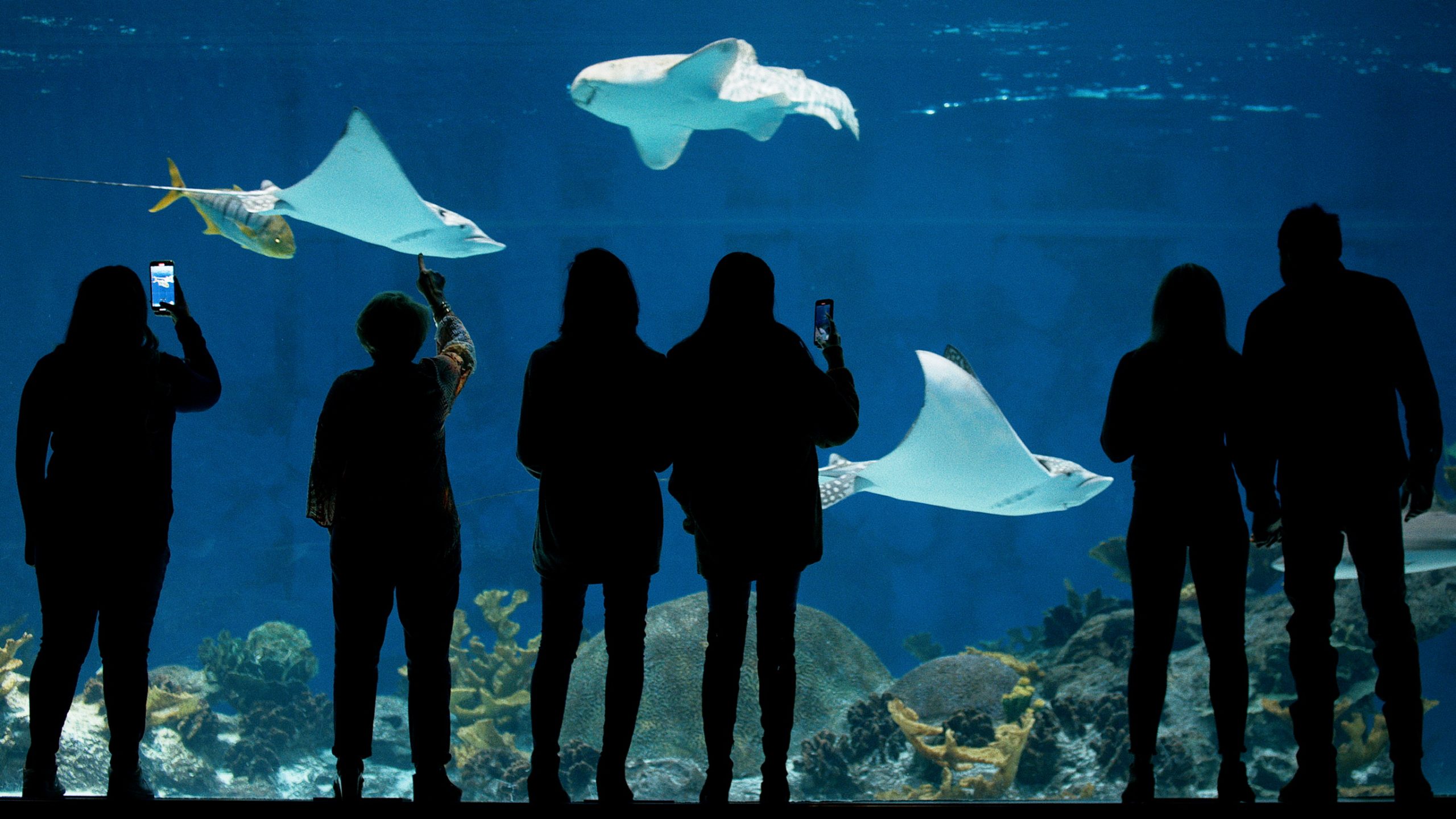 About Us OdySea Aquarium
