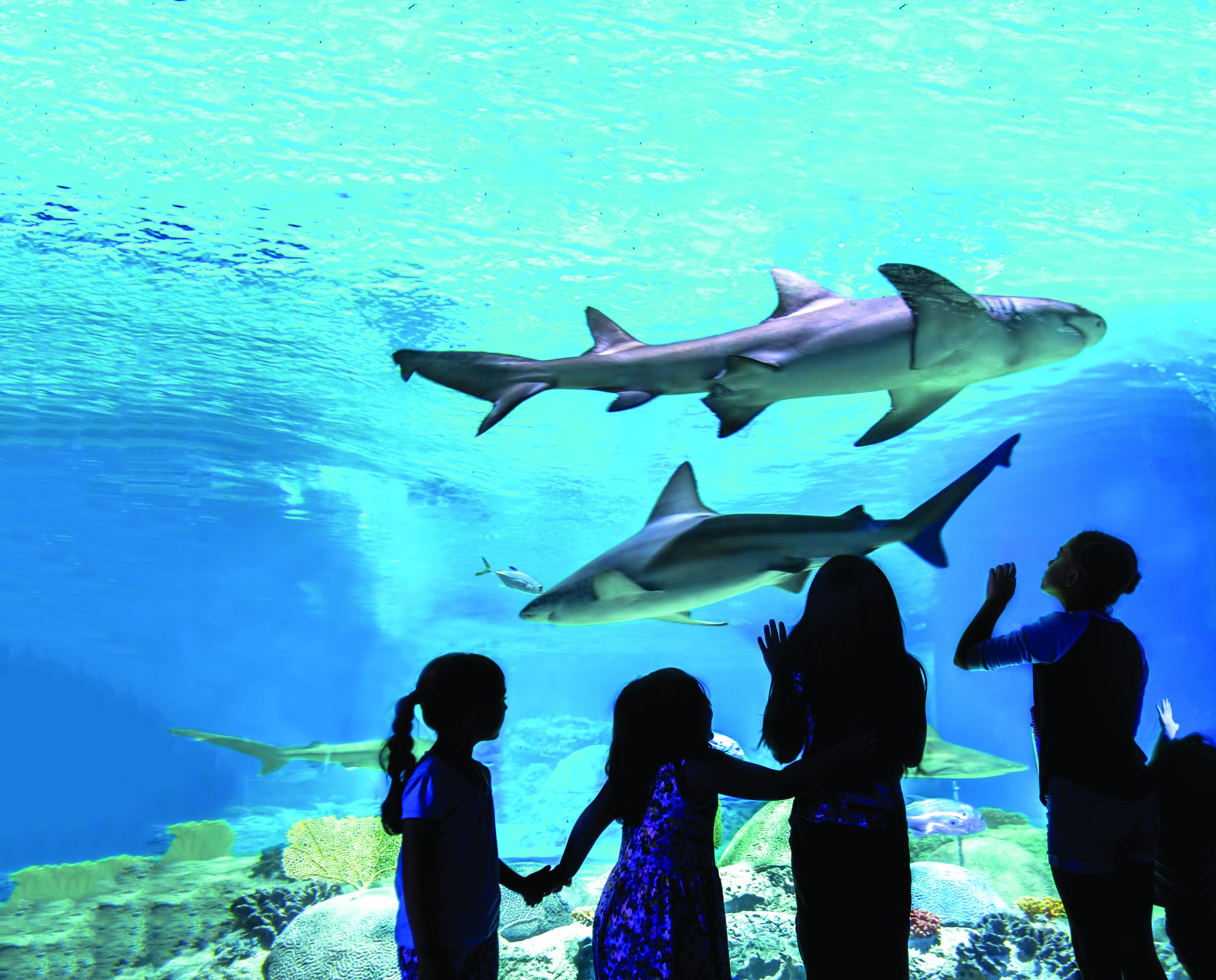 A top thing to do, kids watch sharks swim by in Salt River, AZ.